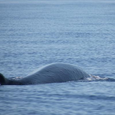 Avvistamento Balena